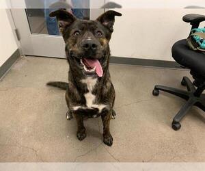 Chow Chow-Dutch Shepherd  Mix Dogs for adoption in Berkeley , CA, USA