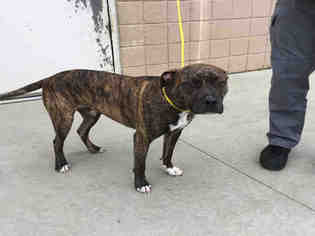 Bullboxer Pit Dogs for adoption in Olathe, KS, USA