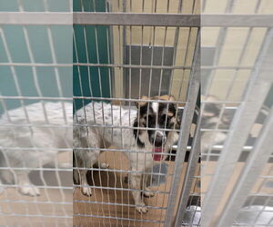 Border Collie-Unknown Mix Dogs for adoption in Texas City, TX, USA
