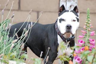 Staffordshire Bull Terrier Dogs for adoption in Menifee, CA, USA