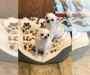 Chihuahua Dogs for adoption in Elmsford, NY, USA