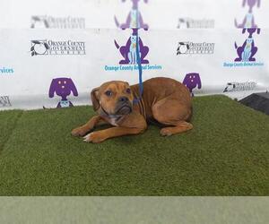 Boxer-Unknown Mix Dogs for adoption in Orlando, FL, USA