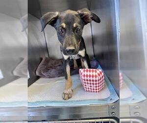 Doberman Pinscher-Unknown Mix Dogs for adoption in Stockton, CA, USA