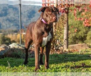 Border Collie-Unknown Mix Dogs for adoption in San Andreas, CA, USA