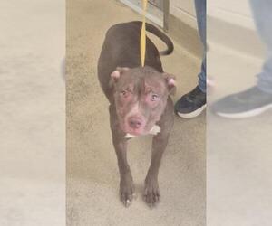 Labrador Retriever-Unknown Mix Dogs for adoption in Decatur, IL, USA