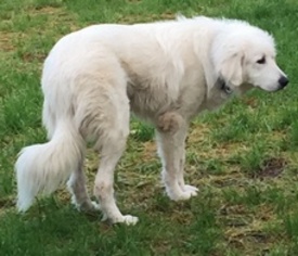 Great Pyrenees Dogs for adoption in Albany, OR, USA