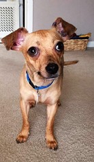 Medium Photo #1 Chiweenie Puppy For Sale in Buffalo, NY, USA