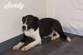 Labrador Retriever Dogs for adoption in Beckley, WV, USA