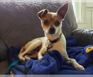 Jack Chi Dogs for adoption in Poughkeepsie, GA, USA