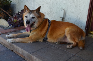 Shiba Inu-Unknown Mix Dogs for adoption in Los alamitos, CA, USA