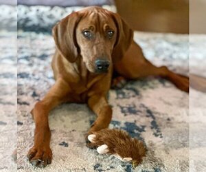 Redbone Coonhound Dogs for adoption in Vail, AZ, USA
