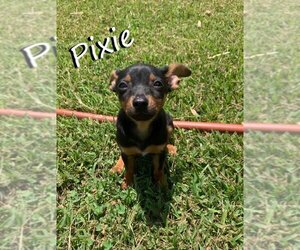 Miniature Pinscher Dogs for adoption in New Orleans, LA, USA