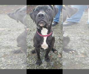 Boxador Dogs for adoption in Seattle, WA, USA