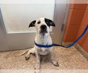 Mutt Dogs for adoption in Pueblo, CO, USA