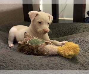 Boxer-Siberian Husky Mix Dogs for adoption in Evansville, IN, USA