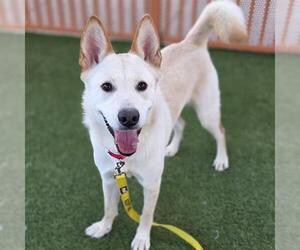 Mutt Dogs for adoption in Las Vegas, NV, USA