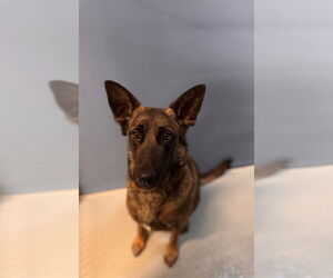 Mutt Dogs for adoption in South Lake Tahoe, CA, USA
