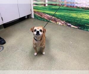 Chihuahua-Unknown Mix Dogs for adoption in Moreno Valley, CA, USA