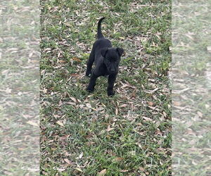 Mutt Dogs for adoption in Imlay City, MI, USA