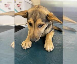 German Shepherd Dog-Unknown Mix Dogs for adoption in Mobile, AL, USA