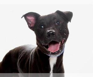 American Pit Bull Terrier-Whippet Mix Dogs for adoption in Burbank, CA, USA