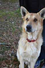 German Shepherd Dog Dogs for adoption in White River Junction, VT, USA