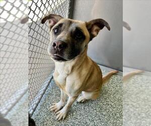 Black Mouth Cur-Unknown Mix Dogs for adoption in Salisbury, NC, USA