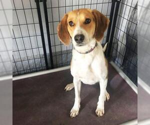 Beagle-Unknown Mix Dogs for adoption in Burlington, NC, USA