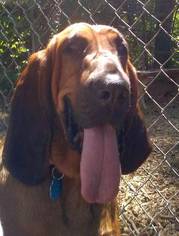 Bloodhound Dogs for adoption in Rockaway, NJ, USA