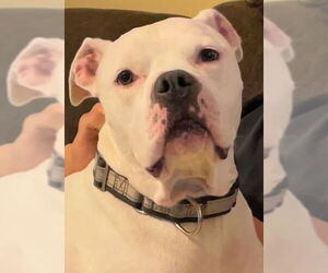 American Bulldog-Unknown Mix Dogs for adoption in San Antonio, TX, USA