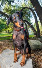 Doberman Pinscher Dogs for adoption in Helotes, TX, USA