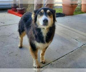 Australian Shepherd Dogs for adoption in Ojai, CA, USA