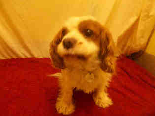 Cavalier King Charles Spaniel Dogs for adoption in Forestville, MD, USA