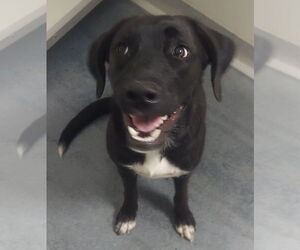 Labrador Retriever Dogs for adoption in Glen Allen, VA, USA