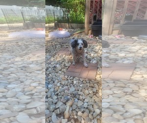 Poodle (Miniature) Dogs for adoption in Thomasville, NC, USA