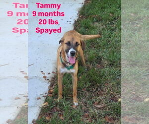 Labrador Retriever-Unknown Mix Dogs for adoption in Virginia Beach, VA, USA