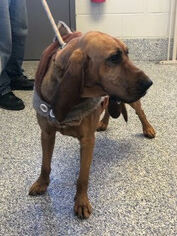 Bloodhound Dogs for adoption in Silver Spring, MD, USA