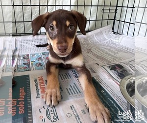 Mutt Dogs for adoption in Washington, DC, USA