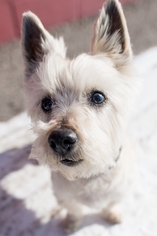 Cairn Terrier Dogs for adoption in St. Cloud, MN, USA