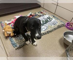 Labrador Retriever-Unknown Mix Dogs for adoption in Fort Wayne, IN, USA