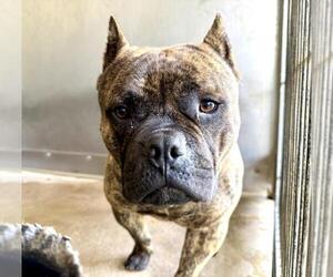 American Pit Bull Terrier Dogs for adoption in San Bernardino, CA, USA