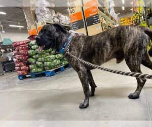 Mastiff-Unknown Mix Dogs for adoption in San Antonio, TX, USA
