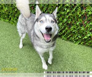 Siberian Husky Dogs for adoption in West Palm Beach, FL, USA