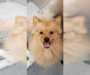 Pomeranian Dogs for adoption in Santa Ana, CA, USA