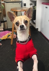 Chihuahua Dogs for adoption in Pottstown, PA, USA
