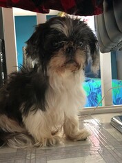 Shih Tzu Dogs for adoption in Aurora, CO, USA