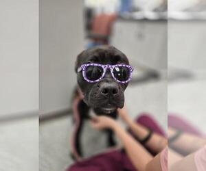 Eurasier-Mastiff Mix Dogs for adoption in Front Royal, VA, USA