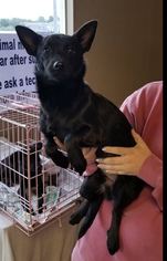 Chiranian Dogs for adoption in Cranston, RI, USA