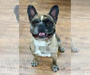 French Bulloxer Dogs for adoption in Cranford, NJ, USA