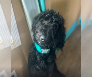 Poodle (Standard)-Unknown Mix Dogs for adoption in Pacolet, SC, USA
